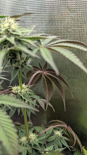 Growreport Bild 7