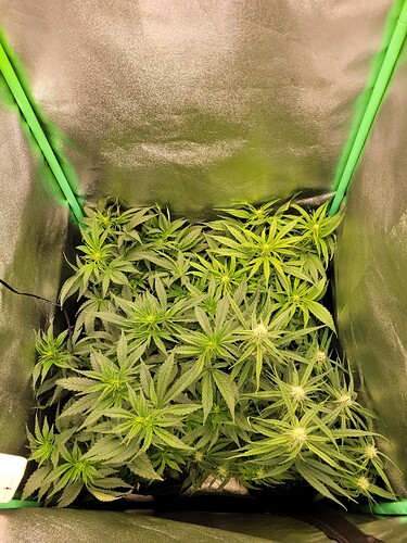 Growreport Bild 10