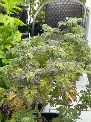 Threema_2026-03-28_10-20-27