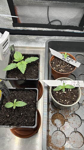 Growreport Bild 5