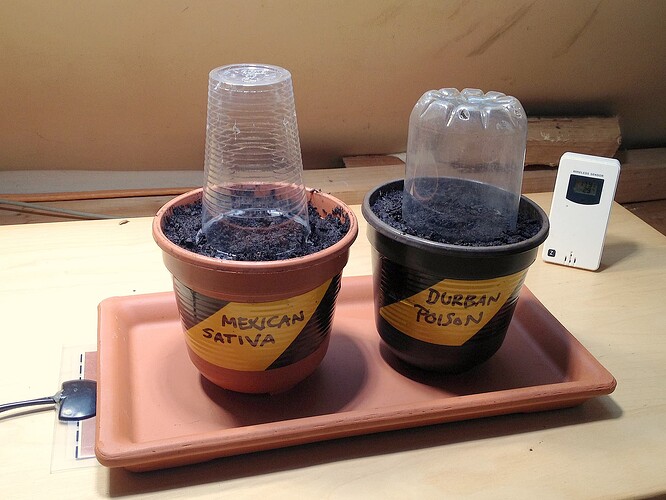 Grow25_0324_MX_DP_in_Erde_2