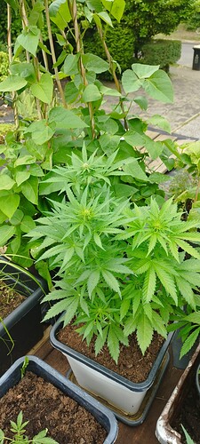 Growreport Bild 9
