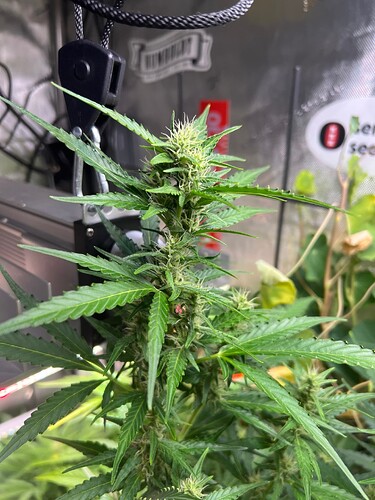 Growreport Bild 6