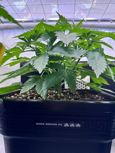 Growreport Bild 25
