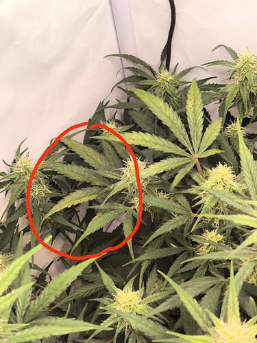 Growreport Bild 1