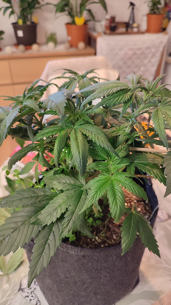 Das erste mal Fem (Photos)