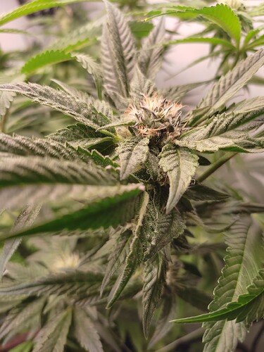 Growreport Bild 31