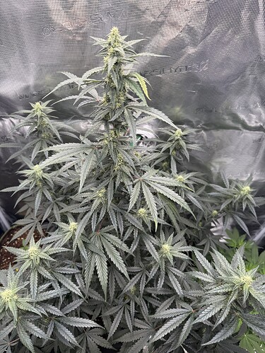 Growreport Bild 6