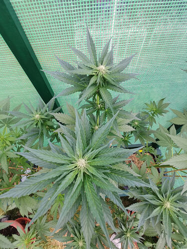 Lucky Hemp LT40 (2)