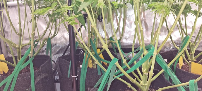 Growreport Bild 13