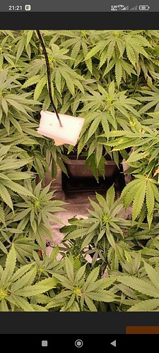 Growreport Bild 45