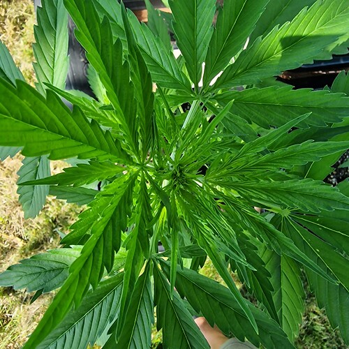 Growreport Bild 6