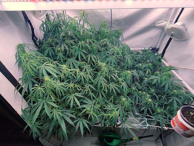 Growreport Bild 19