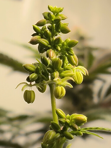 Growreport Bild 3