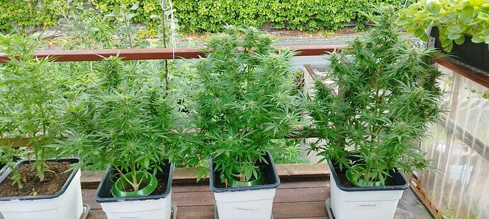 Growreport Bild 5