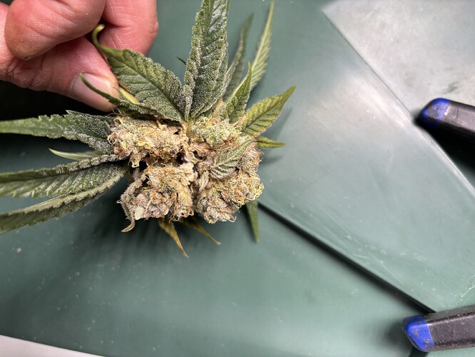 Growreport Bild 1