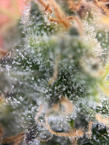 Growreport Bild 46