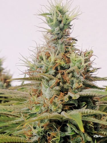 Growreport Bild 55