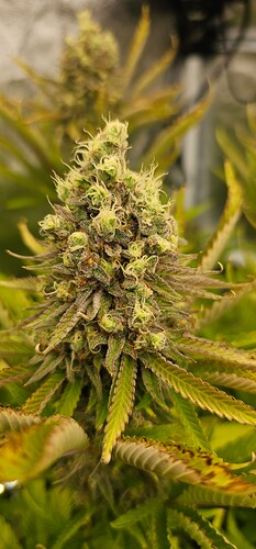 Growreport Bild 20