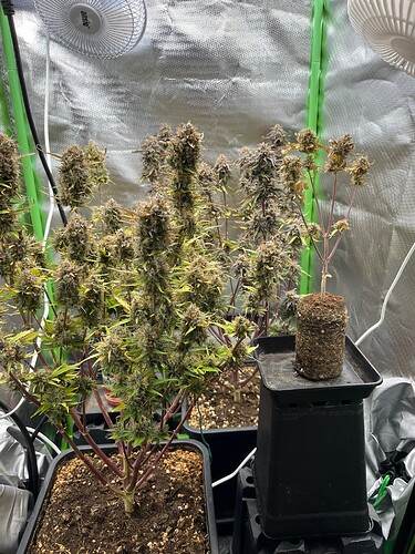 Growreport Bild 1