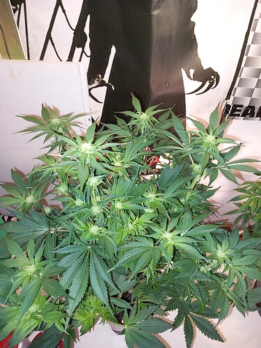 Growreport Bild 2