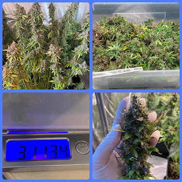 Growreport Bild 3
