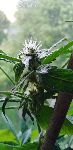 Growreport Bild 4