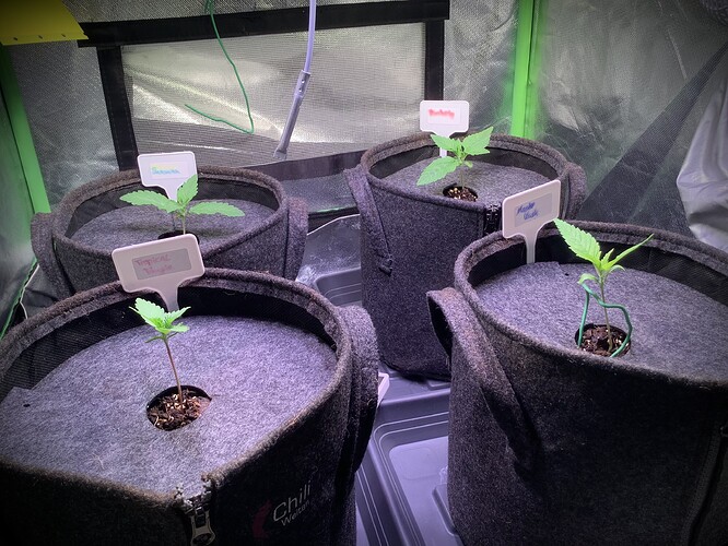 Growreport Bild 5