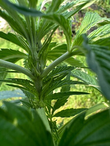 Growreport Bild 4