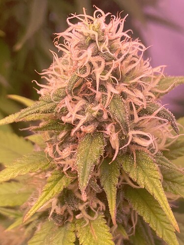 Growreport Bild 3