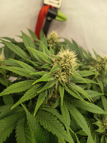 Growreport Bild 4