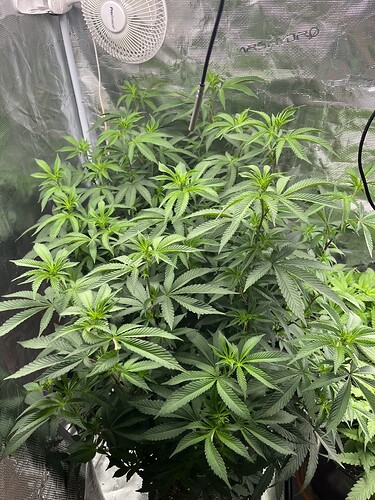 Growreport Bild 49