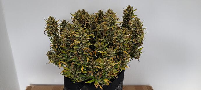 signal-2024-04-16-19-03-22-779-5