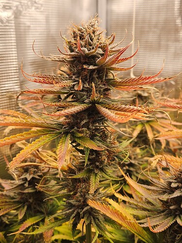 Growreport Bild 5