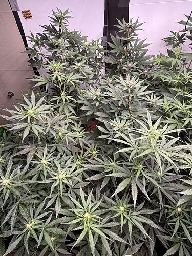 Growreport Bild 29