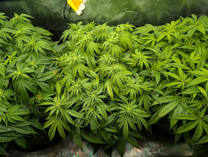 Growreport Bild 9