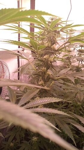 Growreport Bild 29