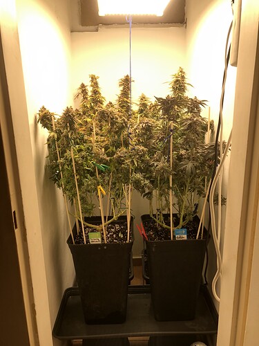 Growreport Bild 1