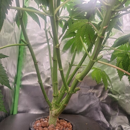 Nahaufnahme des Stammes einer jungen Cannabispflanze mit mehreren Verzweigungen und kleinen Schnittstellen von entfernten Blättern.