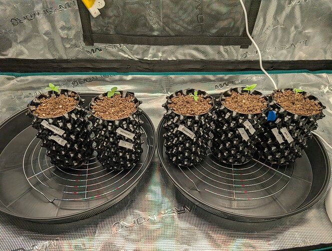 Growreport Bild 1