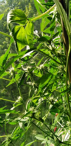 Growreport Bild 2