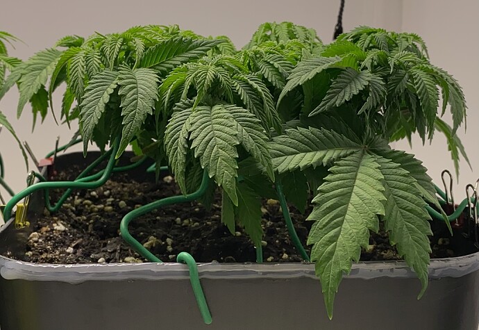 Growreport Bild 7