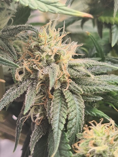 Growreport Bild 104