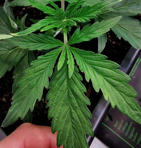 Growreport Bild 18