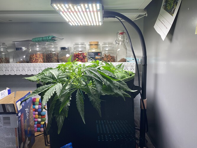 Growreport Bild 3