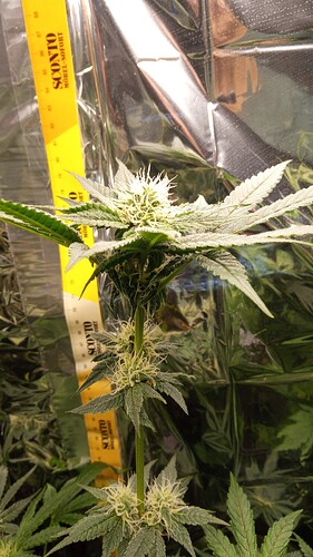 Growreport Bild 2