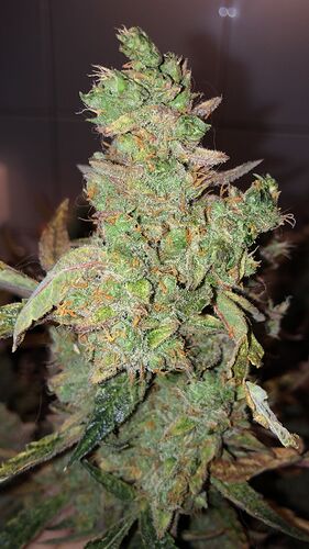 Growreport Bild 1