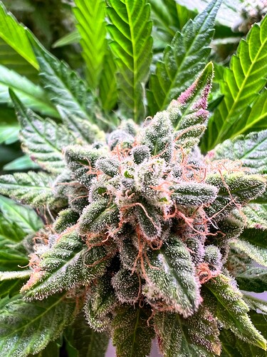 Growreport Bild 4
