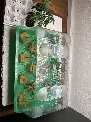 Growreport Bild 42