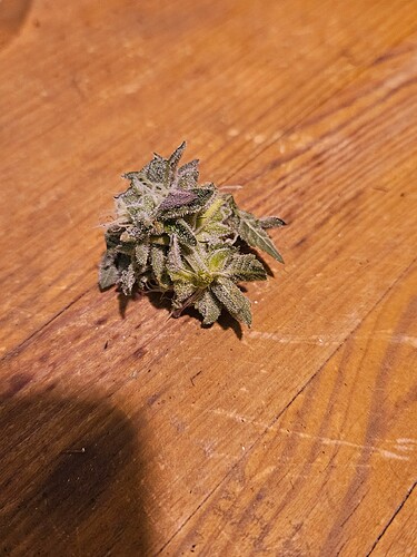 Growreport Bild 6